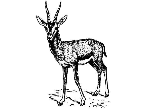 Животные 369