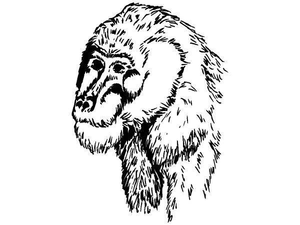 Животные 336