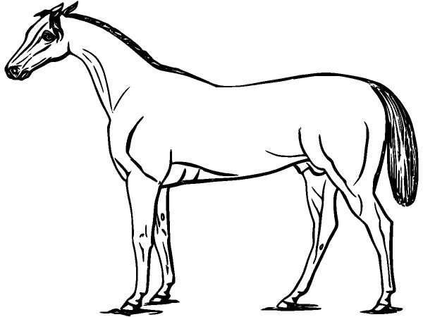 Животные 979