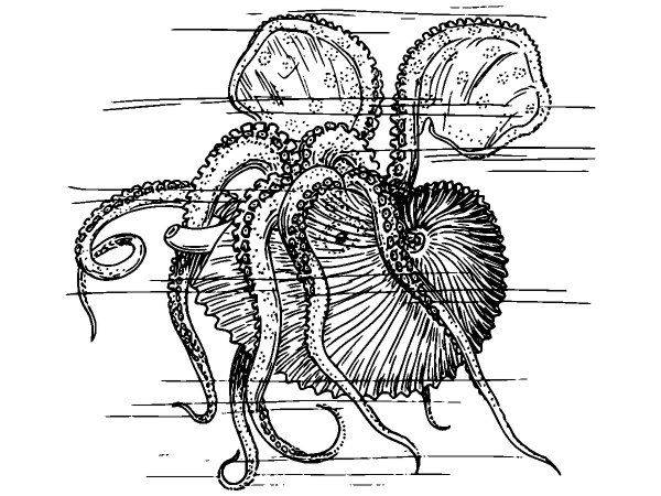 Животные 1072