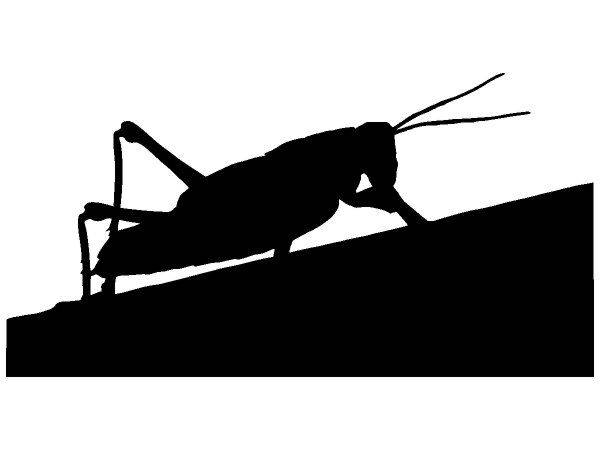 Животные 4230