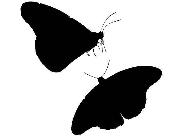 Животные 2504 Животные 2504