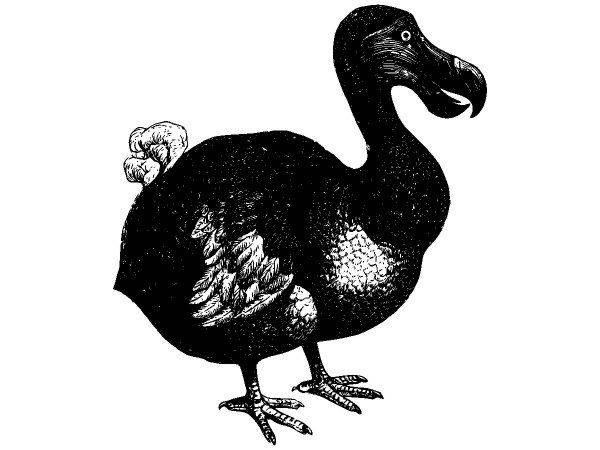 Животные 2766