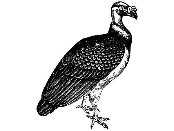 Животные 2764