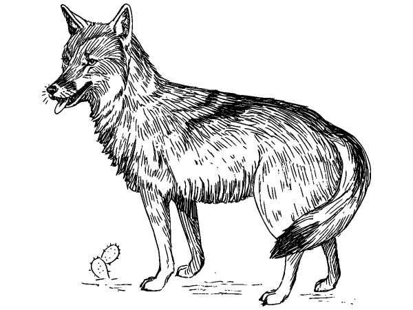 Животные 346