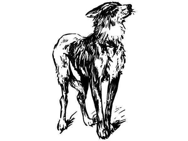 Животные 895