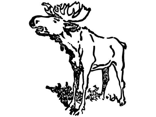 Животные 293