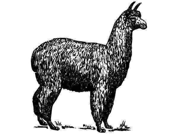 Животные 212