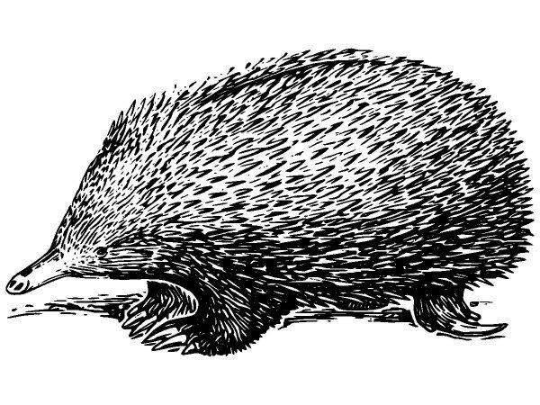 Животные 234