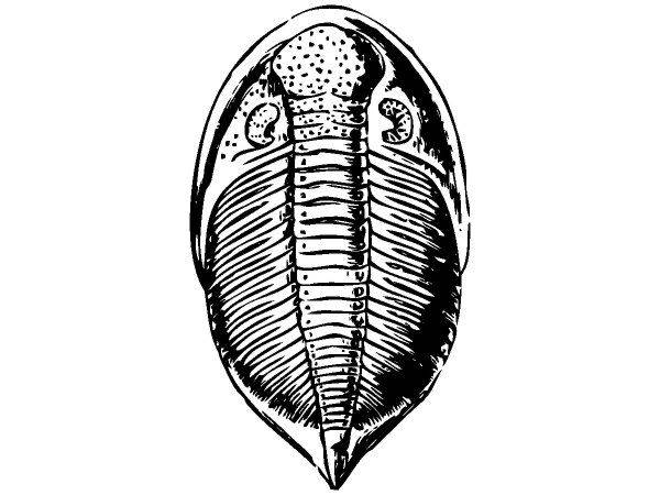 Животные 140