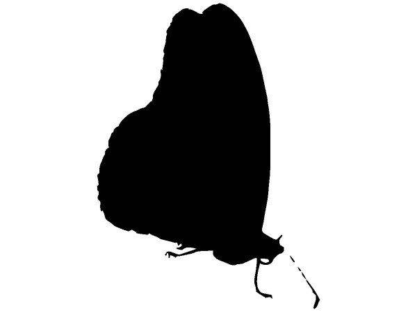 Животные 1279 Животные 1279