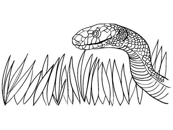 Животные 3973