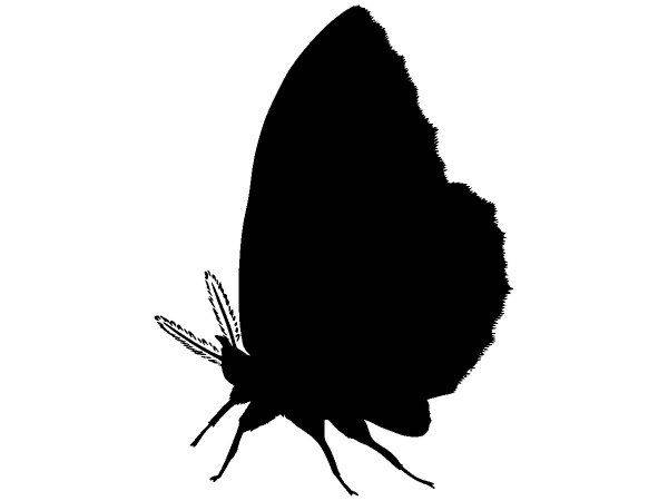 Животные 3952