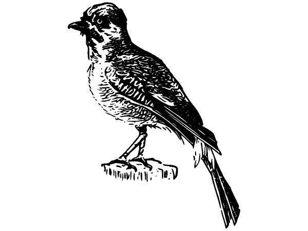 Животные 2828 Животные 2828