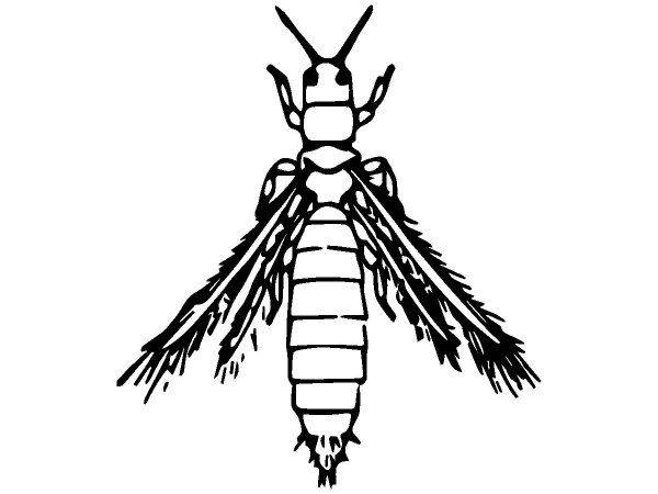 Животные 2475 Животные 2475