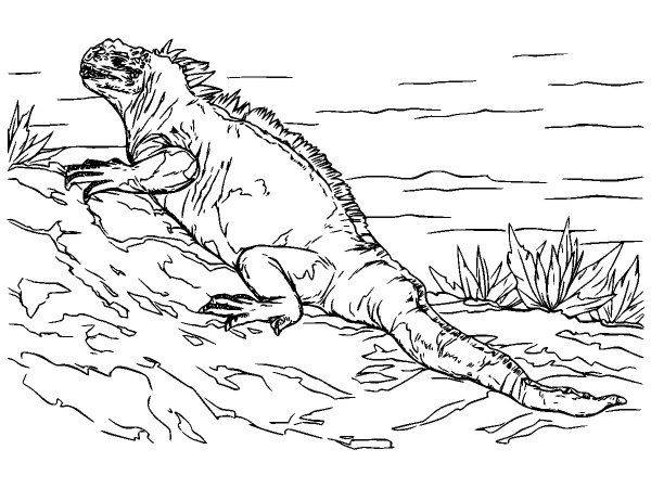 Животные 3578 Животные 3578