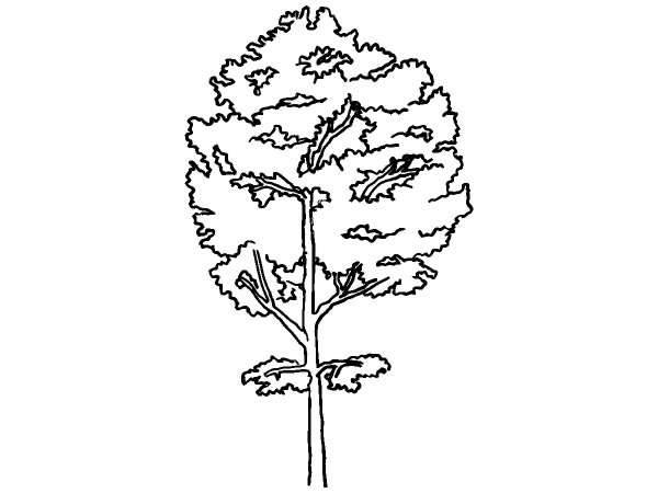 Деревья 159