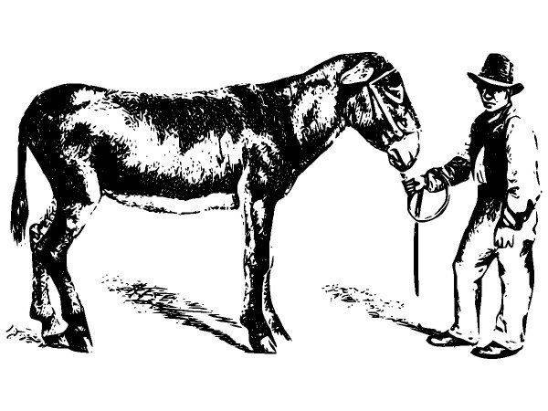 Животные 2594