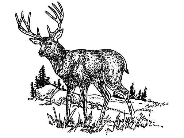 Животные 352