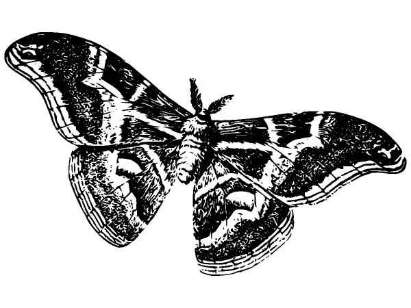 Животные 918