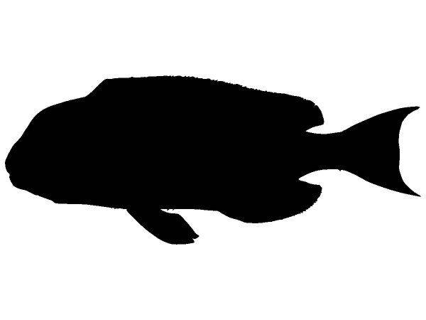 Животные 3248 Животные 3248