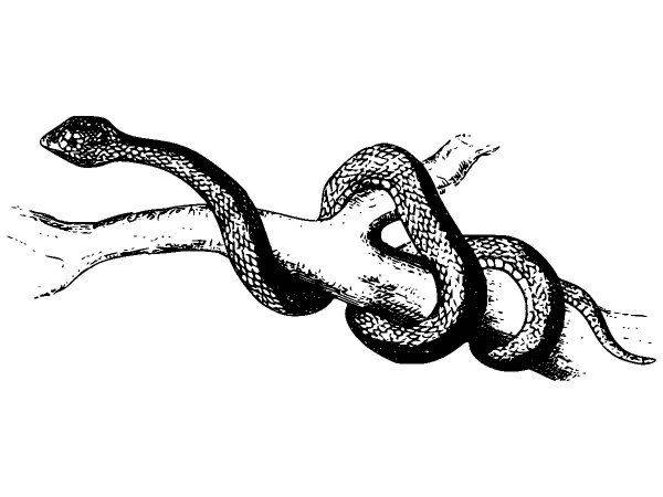 Животные 3840