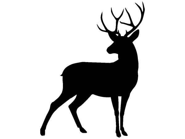 Животные 1346