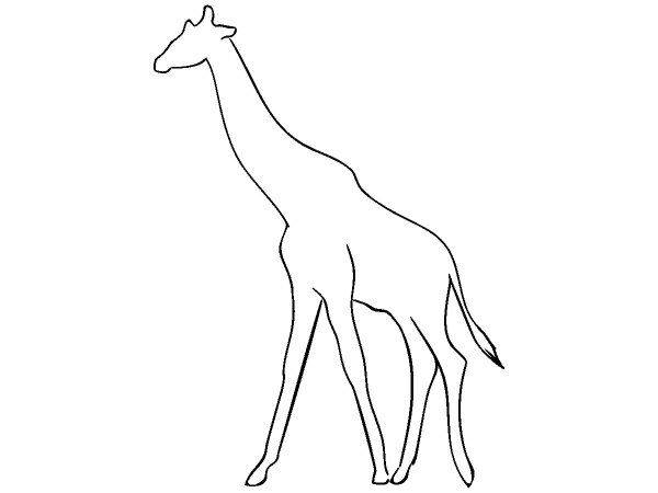 Животные 4102