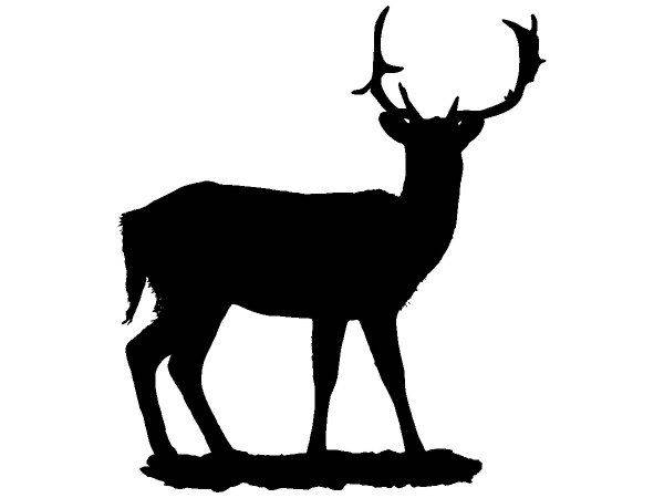 Животные 4174