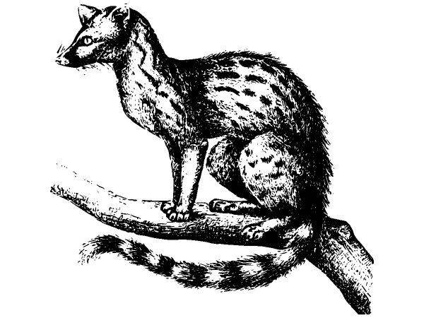 Животные 2590