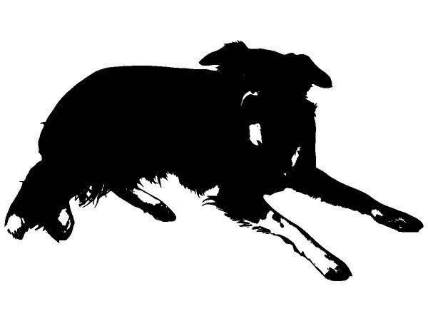 Животные 3669