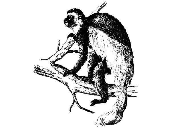 Животные 2622