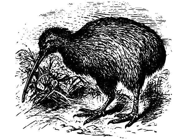 Животные 909