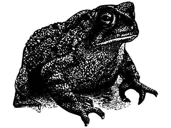 Животные 1138