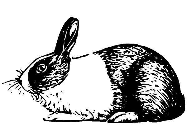 Животные 1147