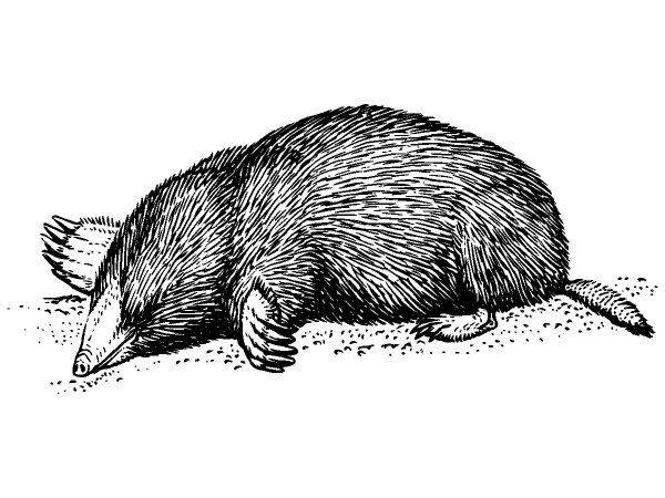 Животные 1065