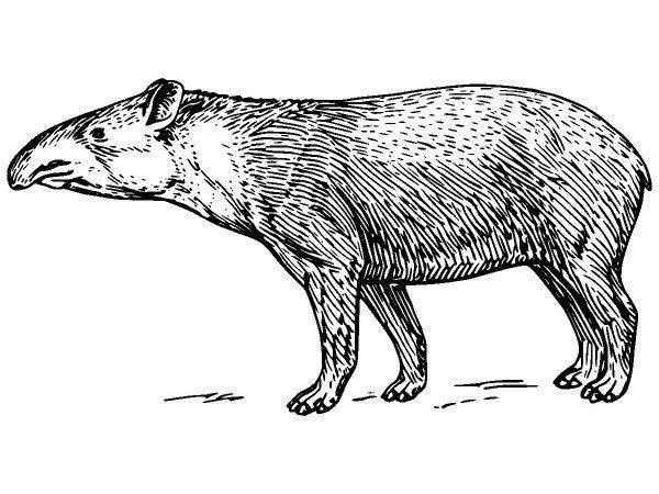 Животные 1134