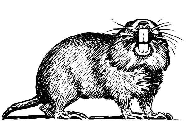 Животные 425