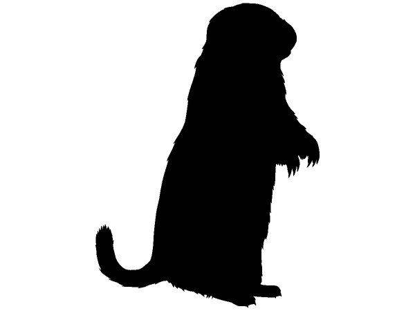 Животные 677