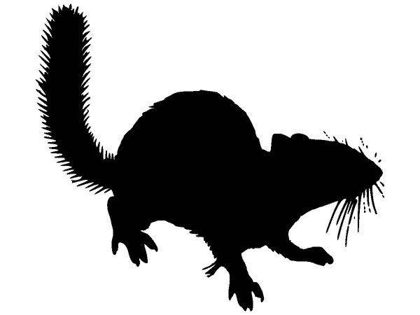 Животные 3750 Животные 3750