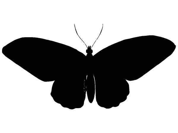 Животные 1141