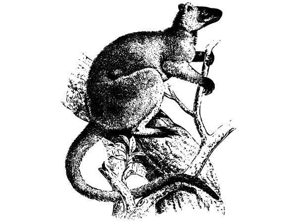 Животные 896