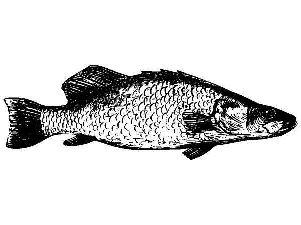 Животные 2680