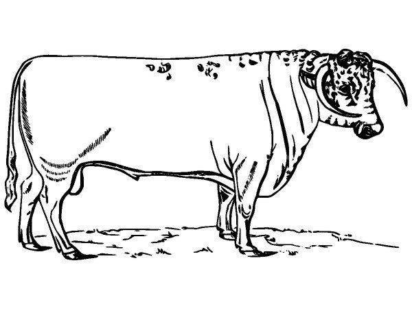 Животные 2776