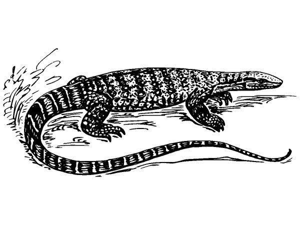 Животные 1068