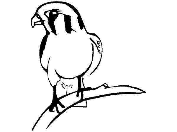 Животные 1429