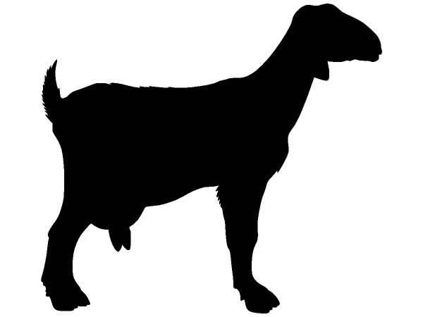 Животные 384