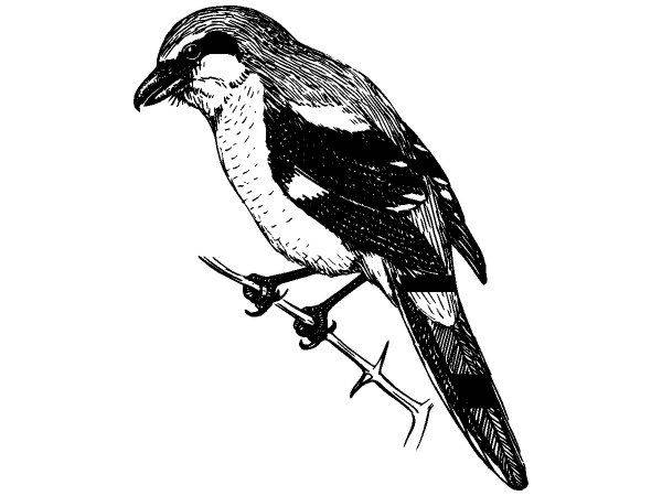 Животные 1115