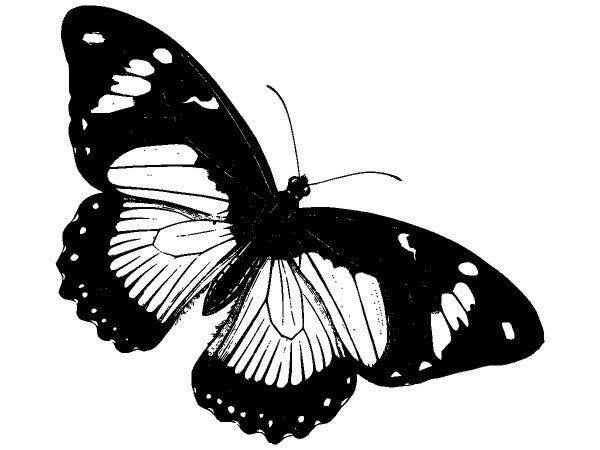 Животные 3363 Животные 3363