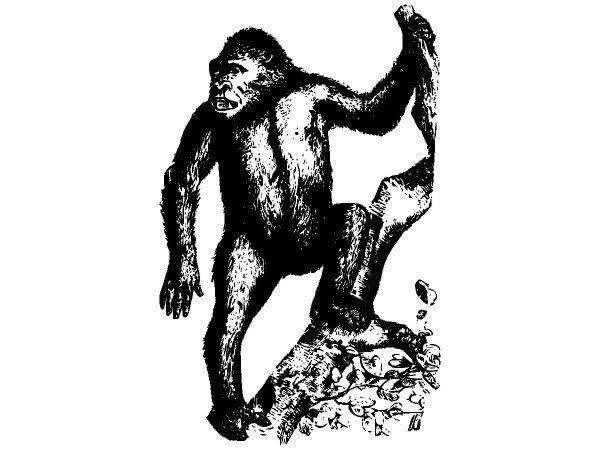 Животные 2845